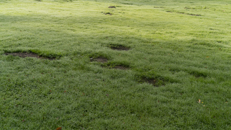 Man uses Home Depot finds to fix his bumpy lawn