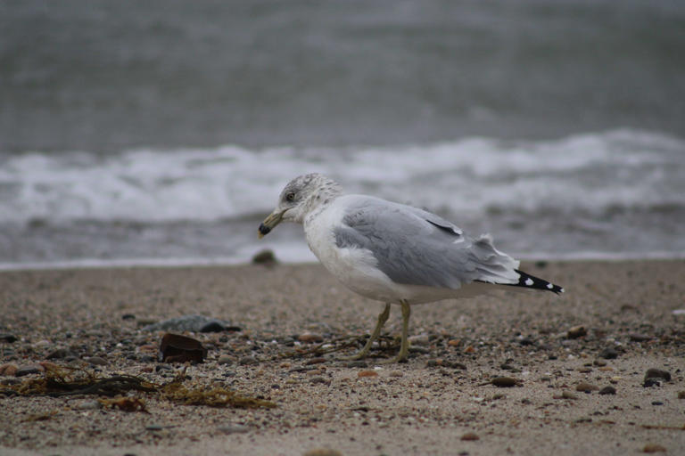 Nor’easter hits Mass. — what to know about power outages, flooding, travel