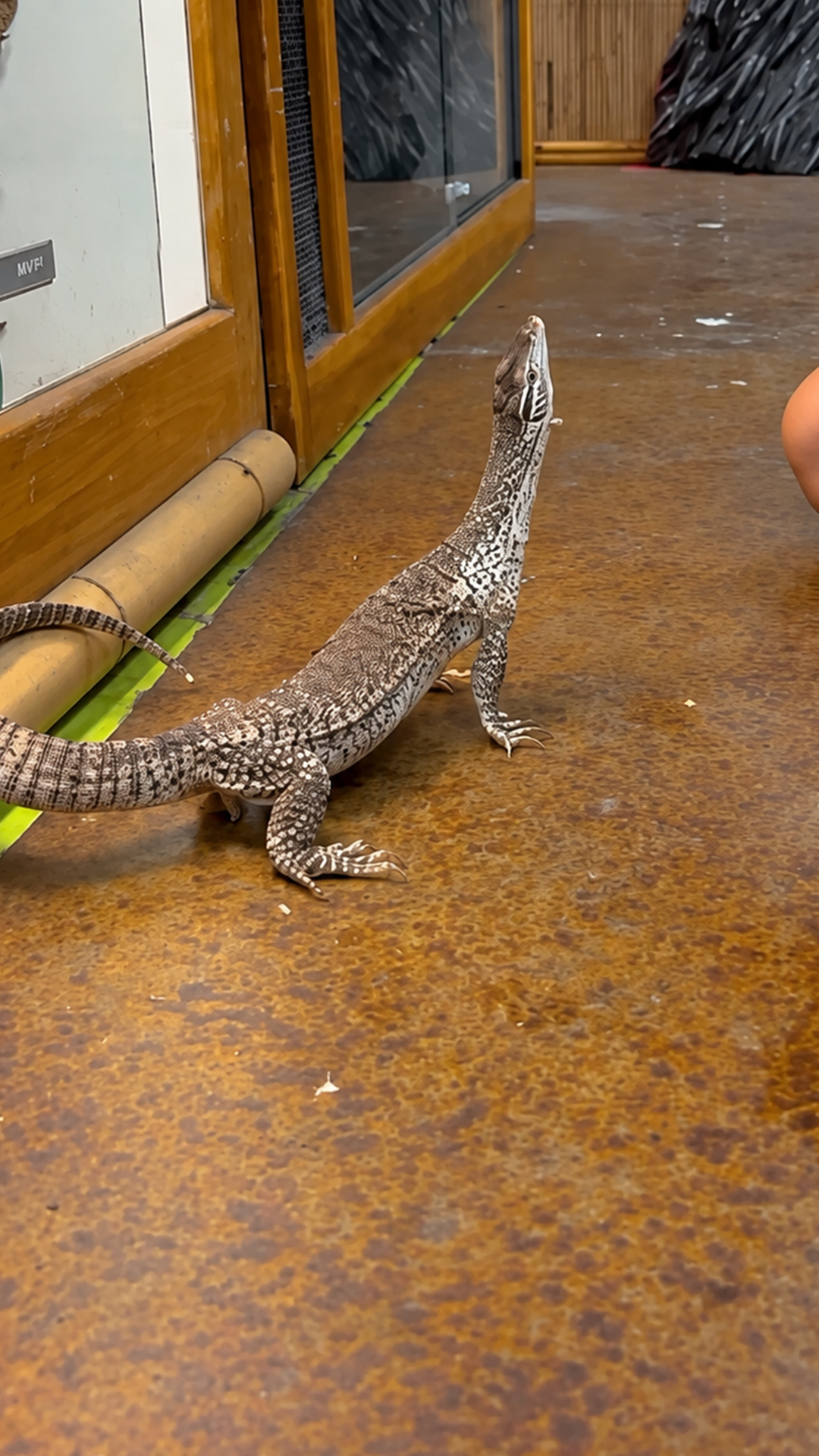 Determined tiny monitor stands tall during feeding time