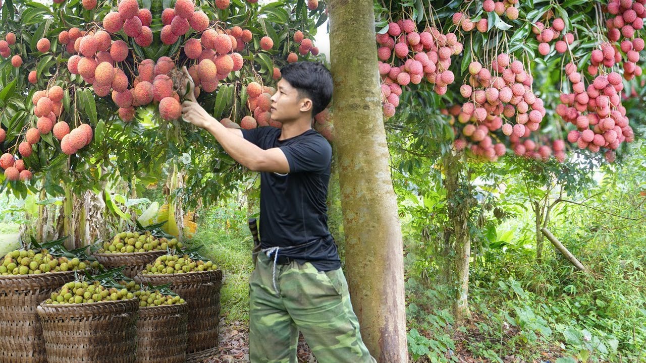The joy of harvesting lychees alone