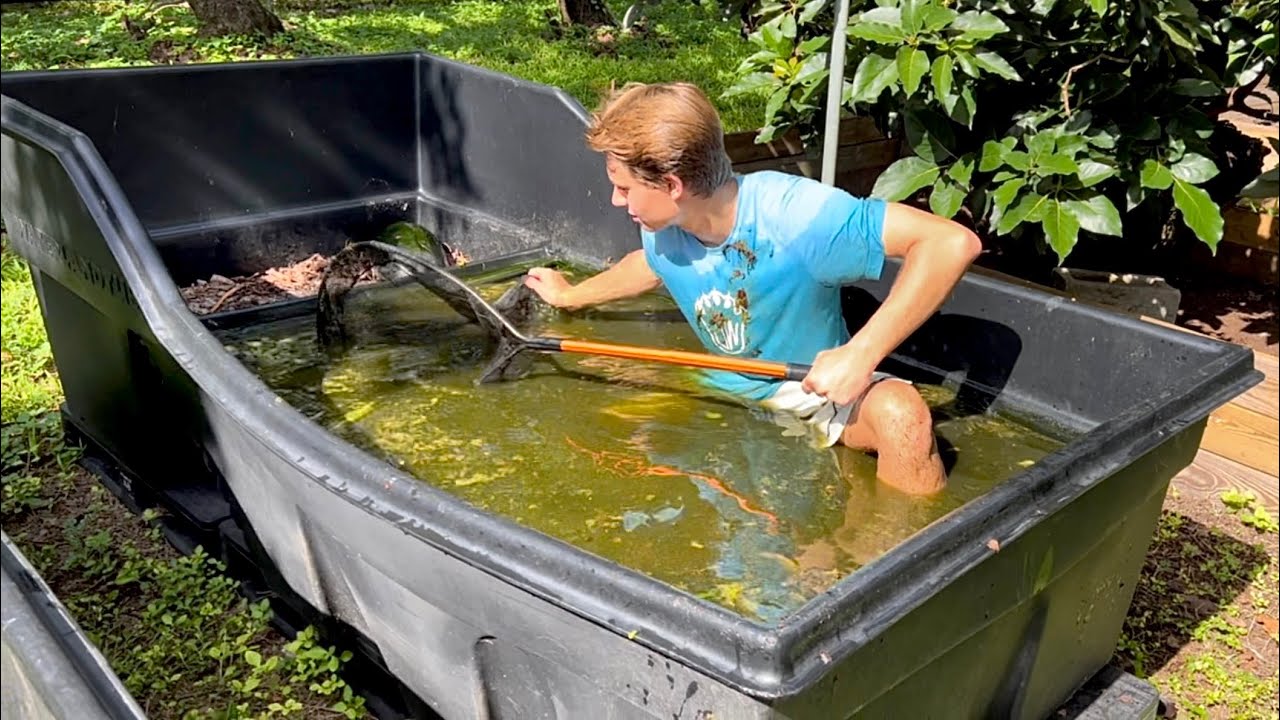 What is living in this green sludge pond?