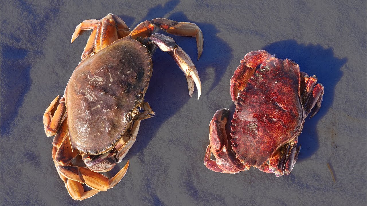 Which crab won our taste test? 🦀