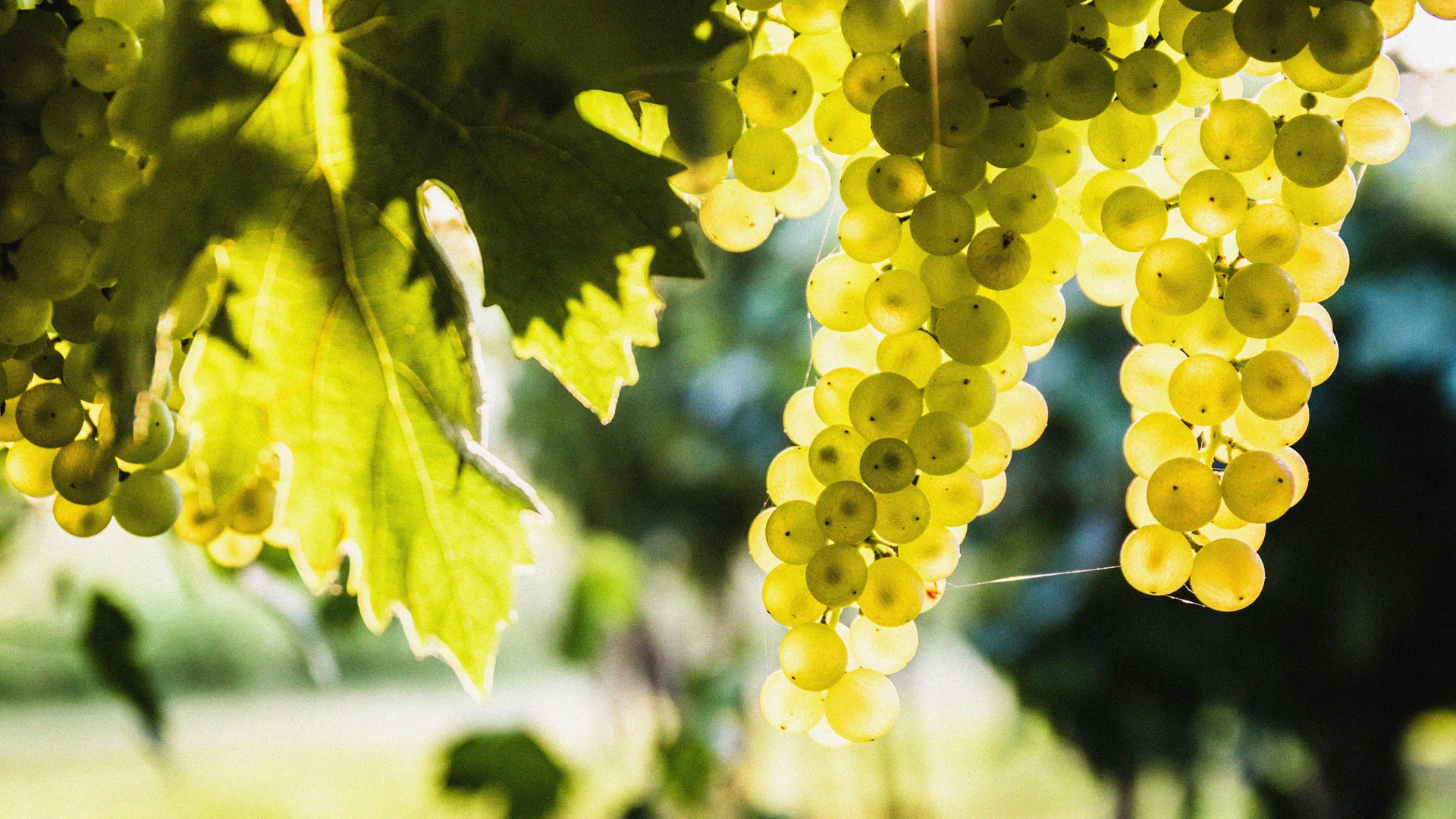 California’s grape glut was already dire. Then Canada’s boycott cost US ...