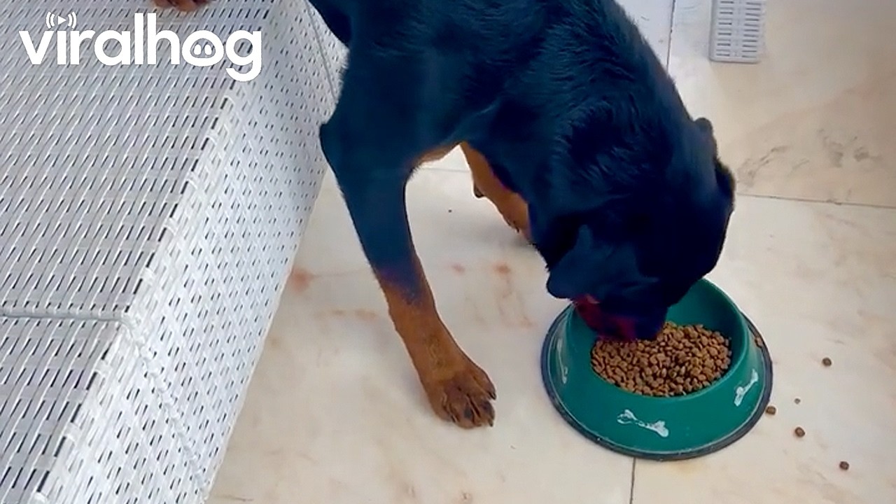 Odin the Rottweiler shows off his big personality