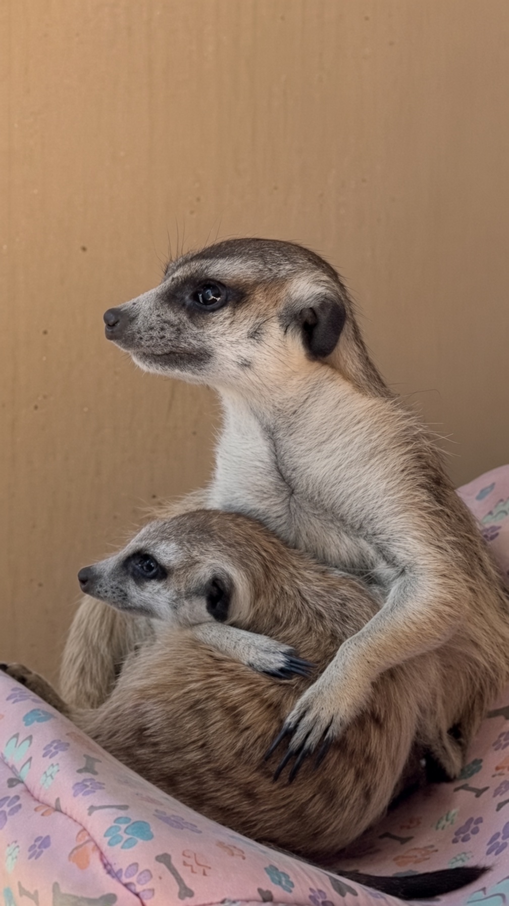 A sweet good morning from the rescue animals