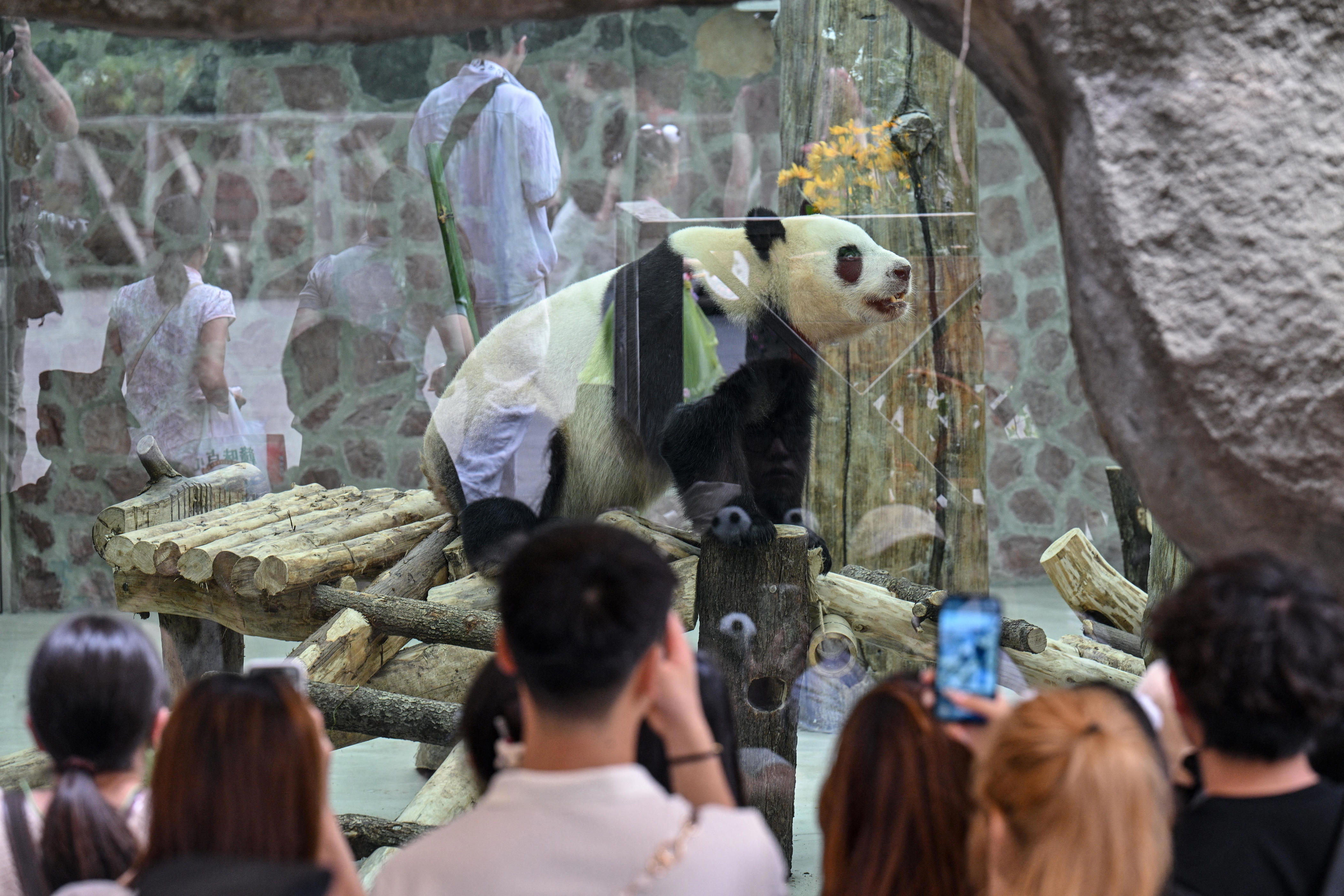 Chinese pandas arrive at Zoo Atlanta