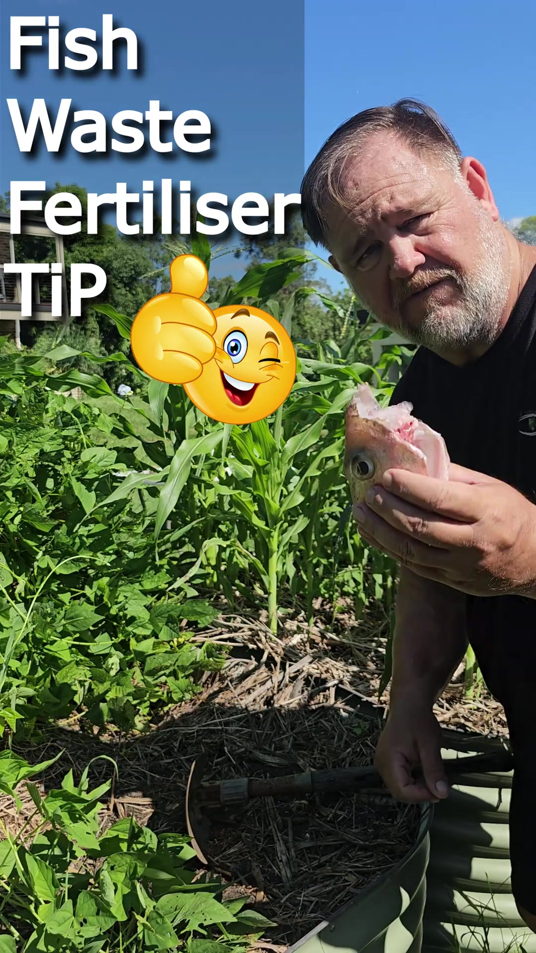 Fish head waste in the garden tip #gardening #growsomefood #garden