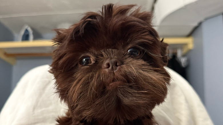 Tiny brown Shih-Tzu demands a hand and foot massage like the queen she is