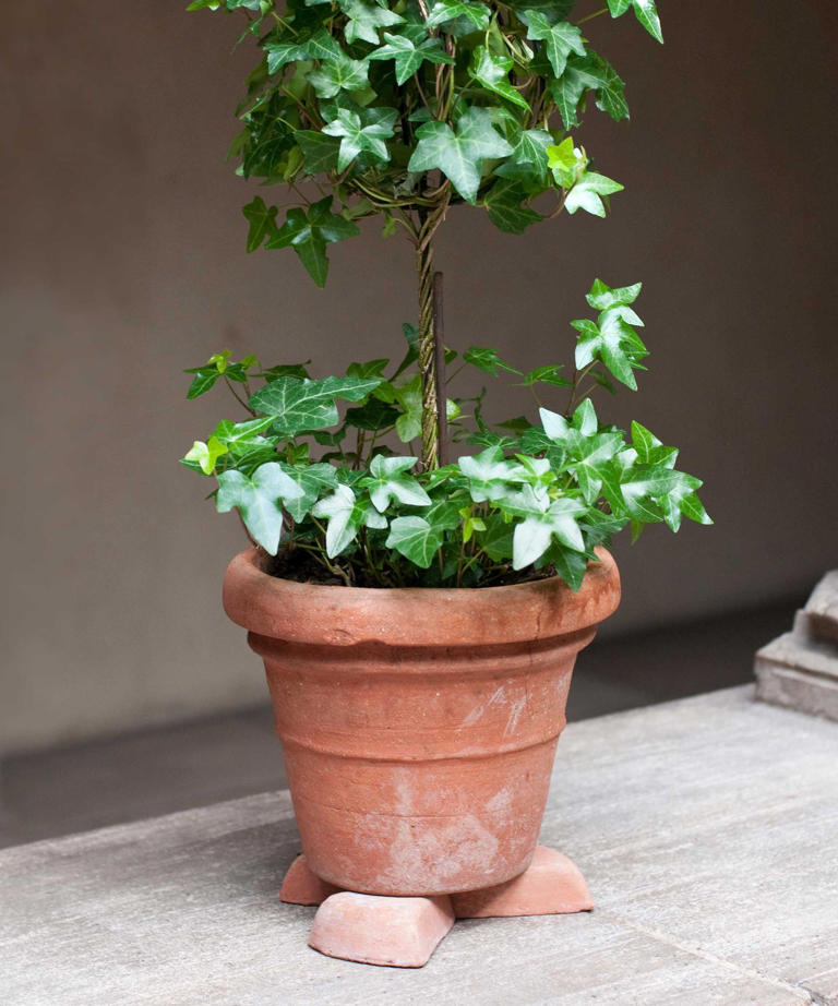 5 tiny garden tools that solve surprisingly big problems: Pocket-sized ...