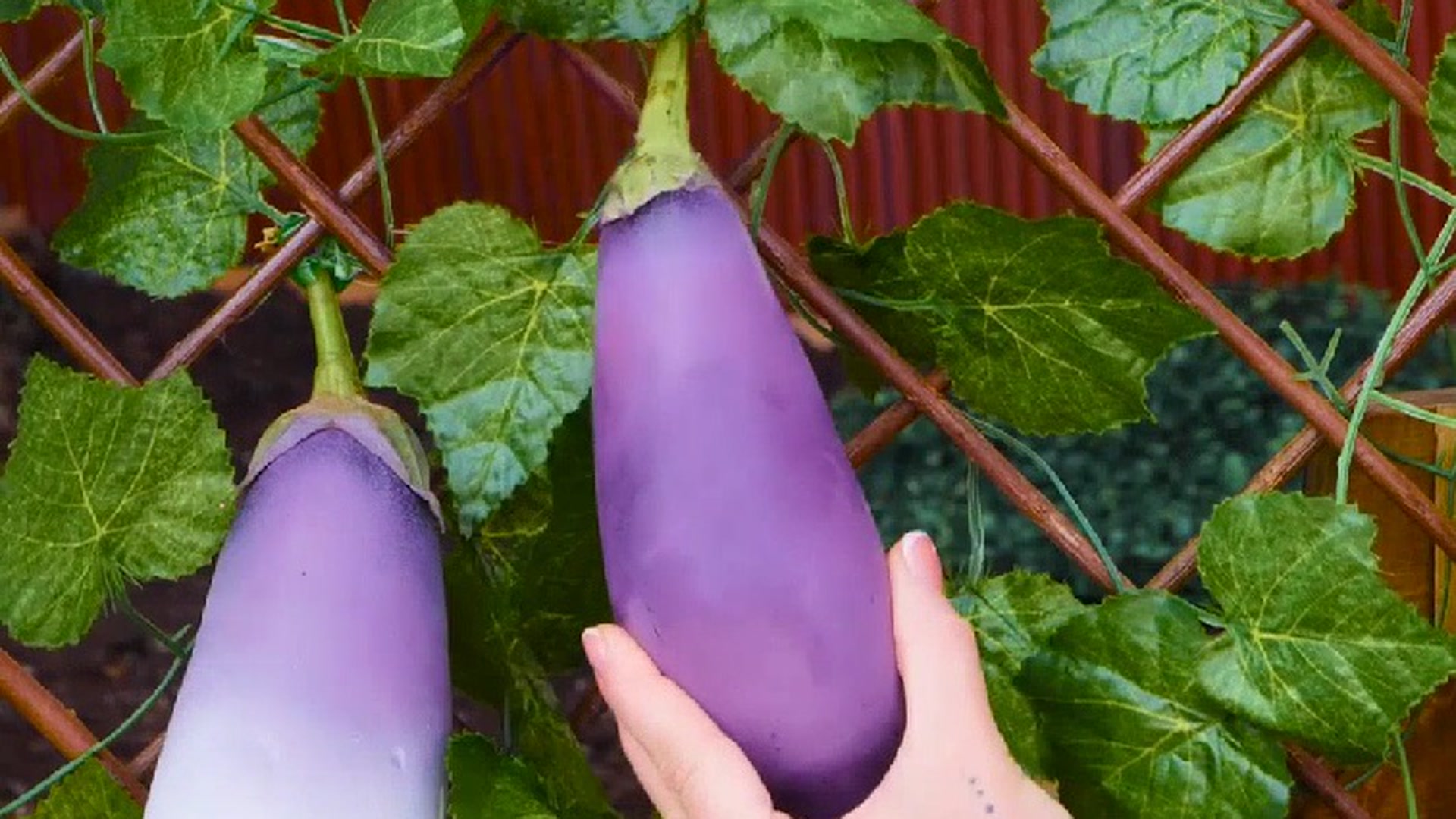 Beginner gardening tips that work!