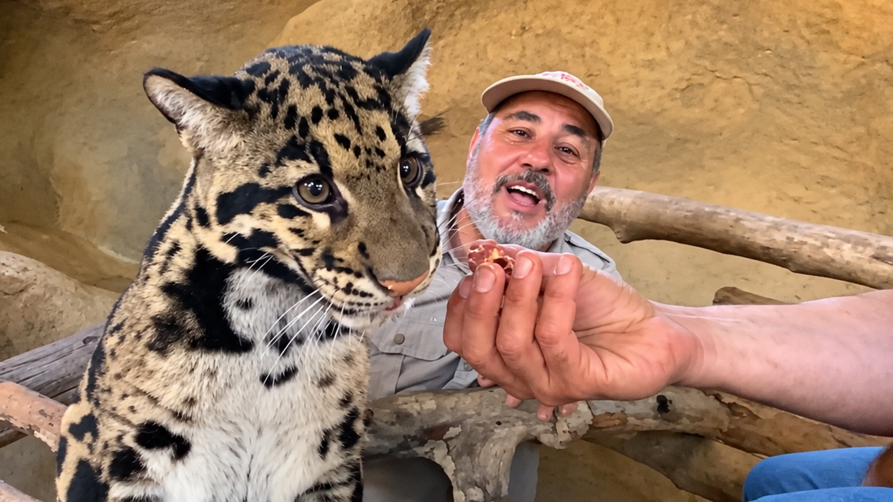 Clouded leopards feature elite climbing power and sharp teeth