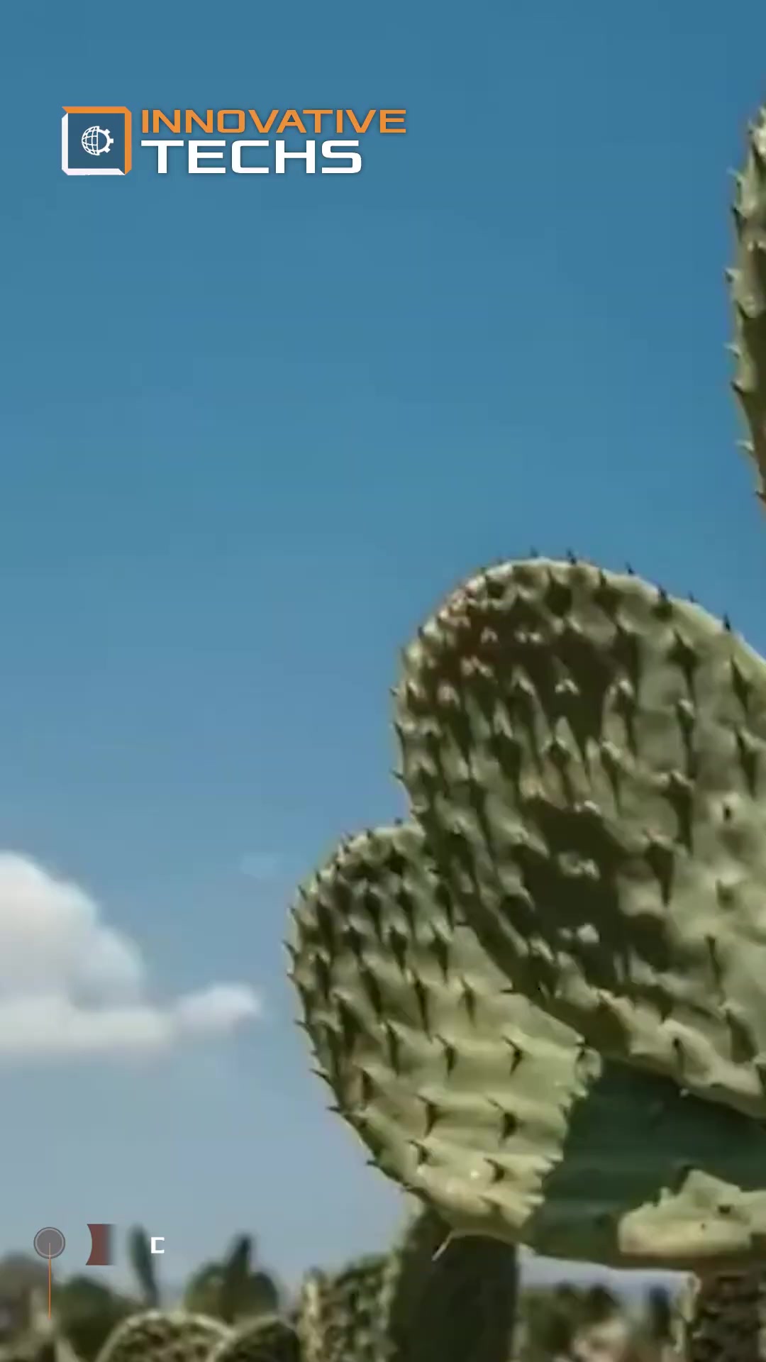 Cactus leather? Meet Desserto – the eco-friendly leather alternative!