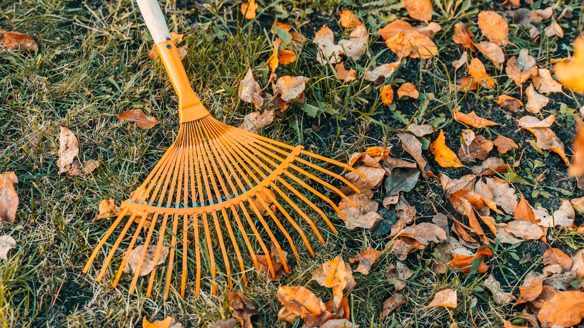 Garden mythbusters: Leaves left on your lawn too long – do they always ...