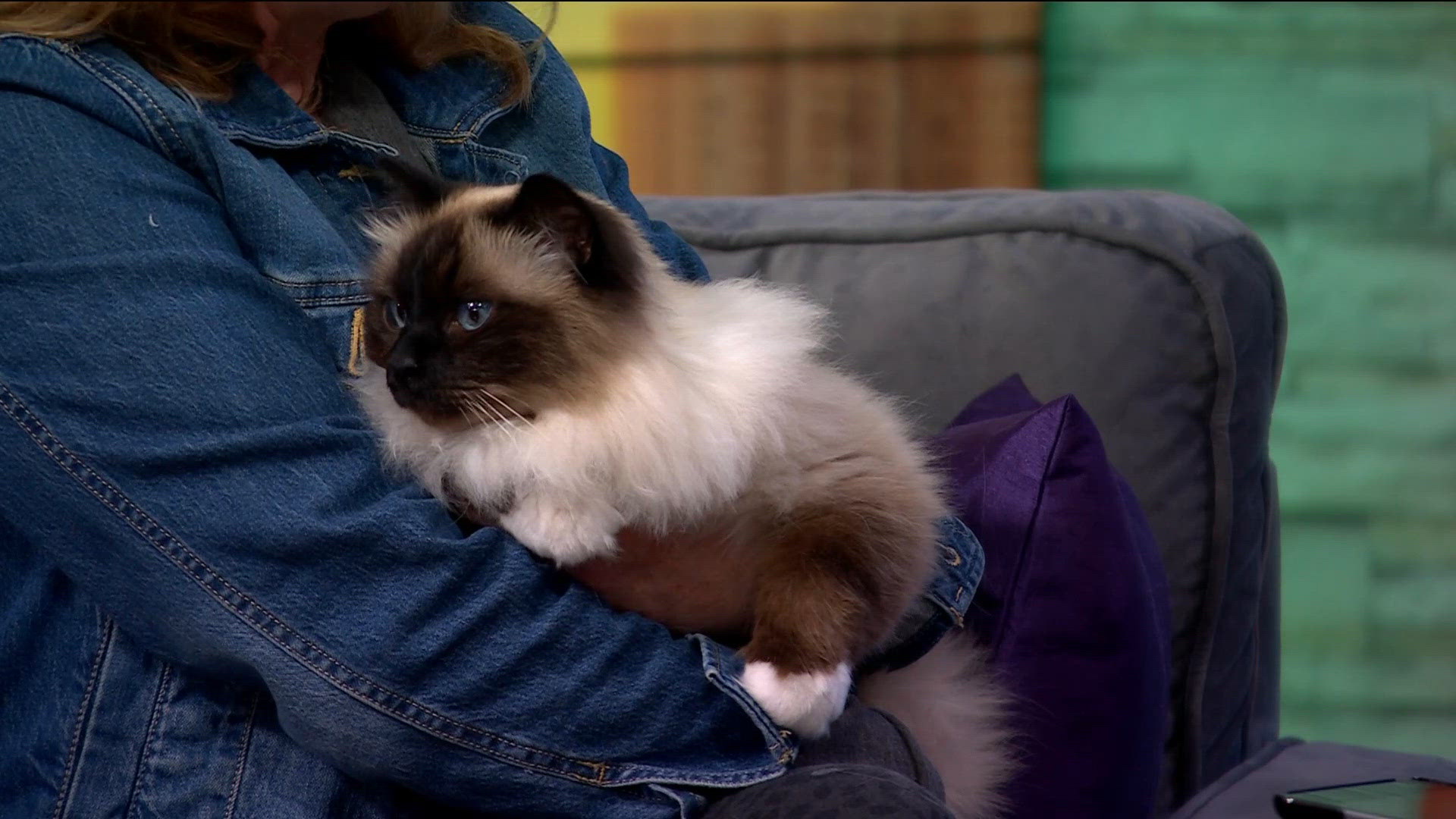 Twin City Cat Fanciers 93rd annual CFA cat show