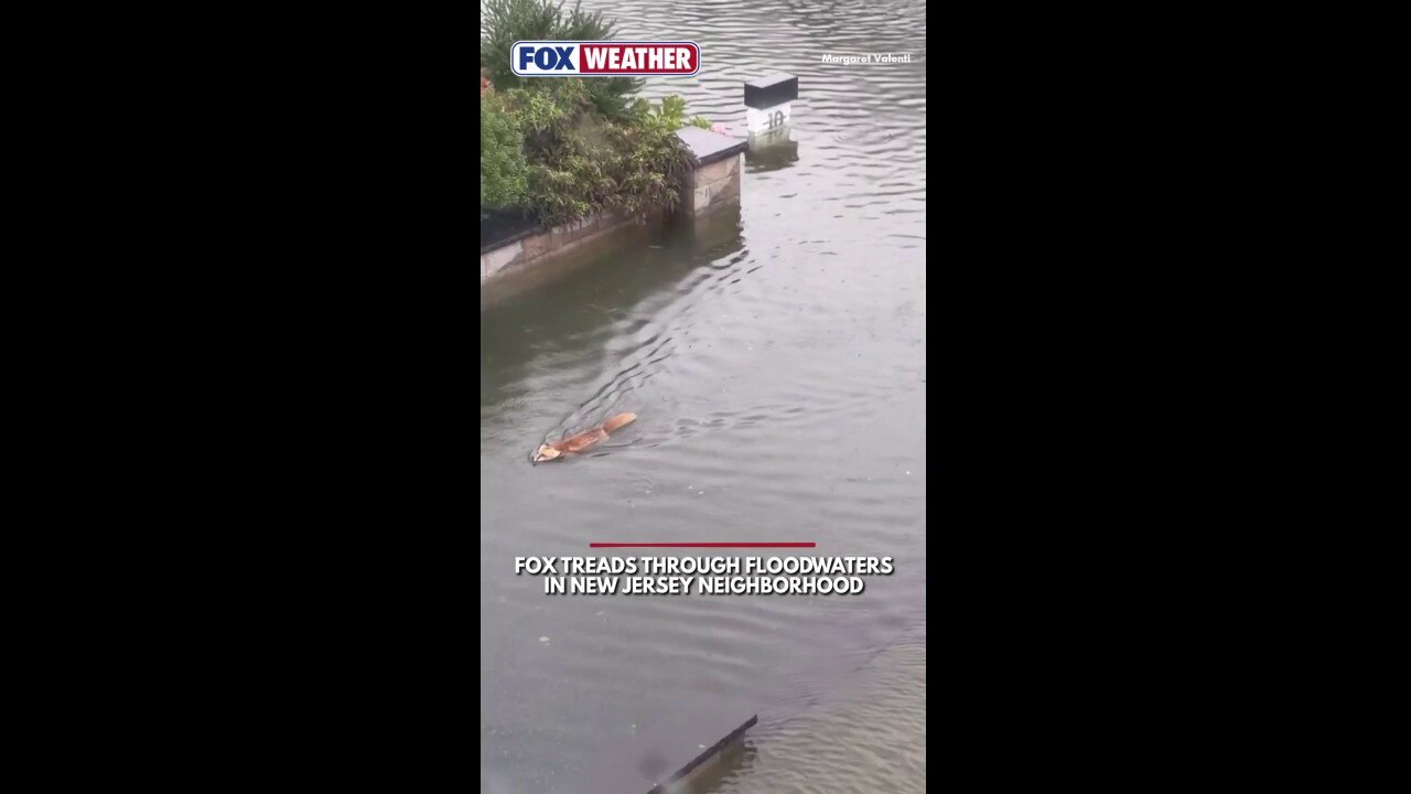 A neighborhood fox is spotted swimming through heavy floodwaters in New ...