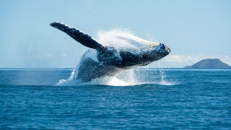 International Whaling Commission to discuss continued threats to whales