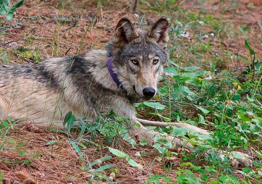 Wolves kill or injure dozens of farm animals across California in 2026 ...