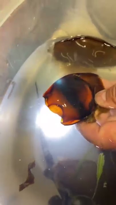 Watch a baby shark break out of its egg in a handler's hands