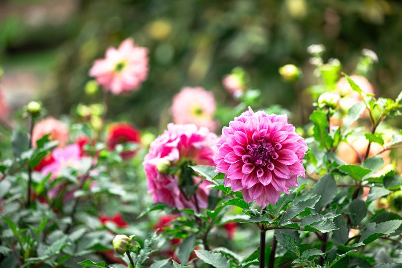 Gardeners urged to do 1 dahlia task now for longer autumn blooms