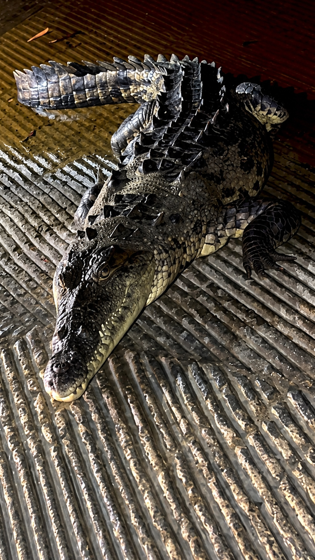Watch a massive crocodile resting peacefully on a boat ramp
