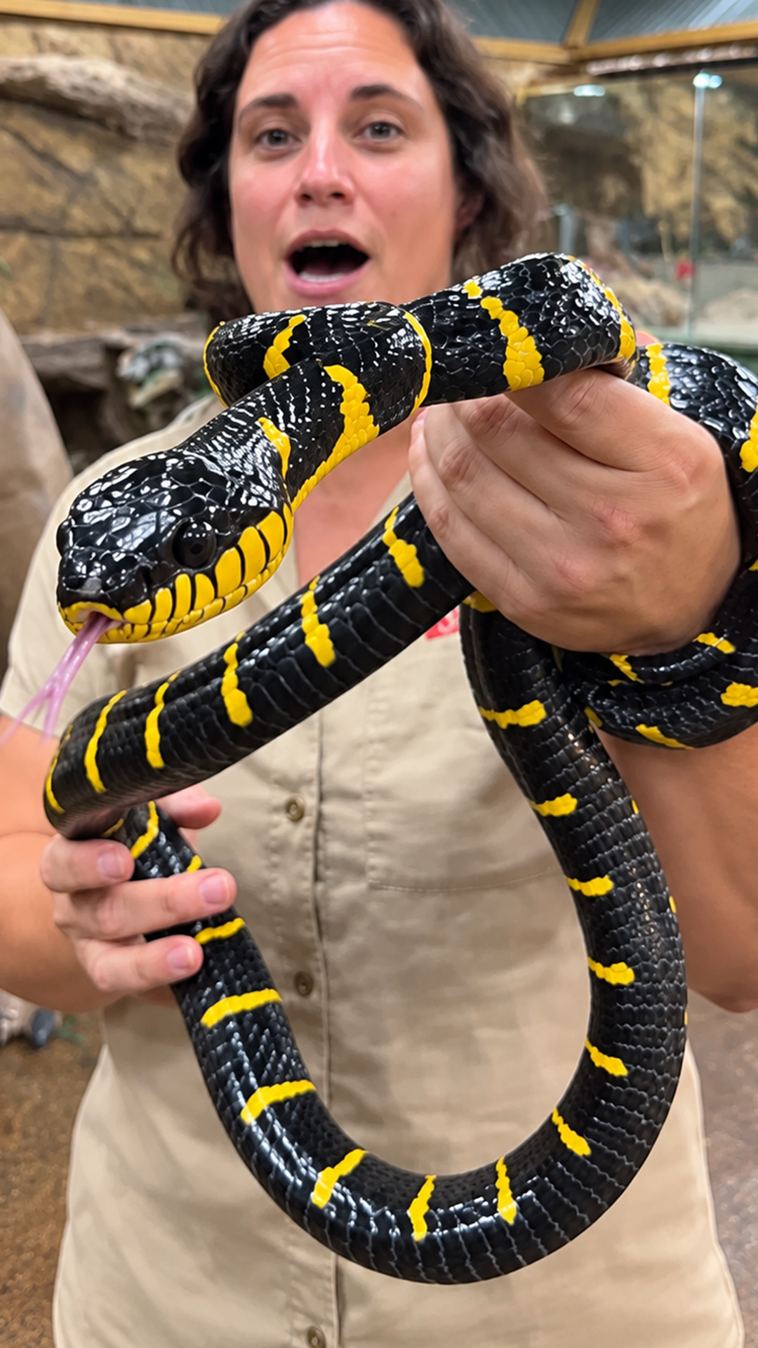 Why this stunning mangrove snake will surprise you