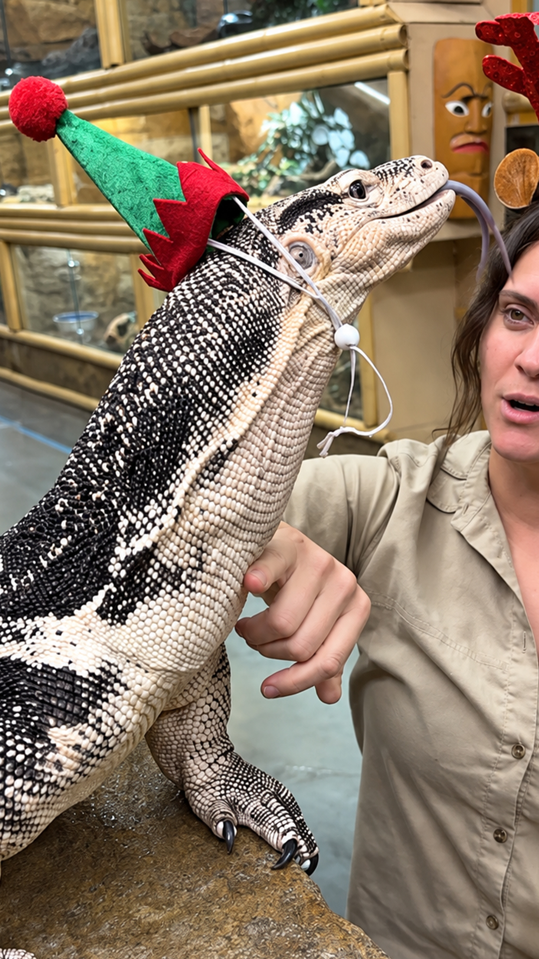 Special treat surprises a happy lizard early in the day