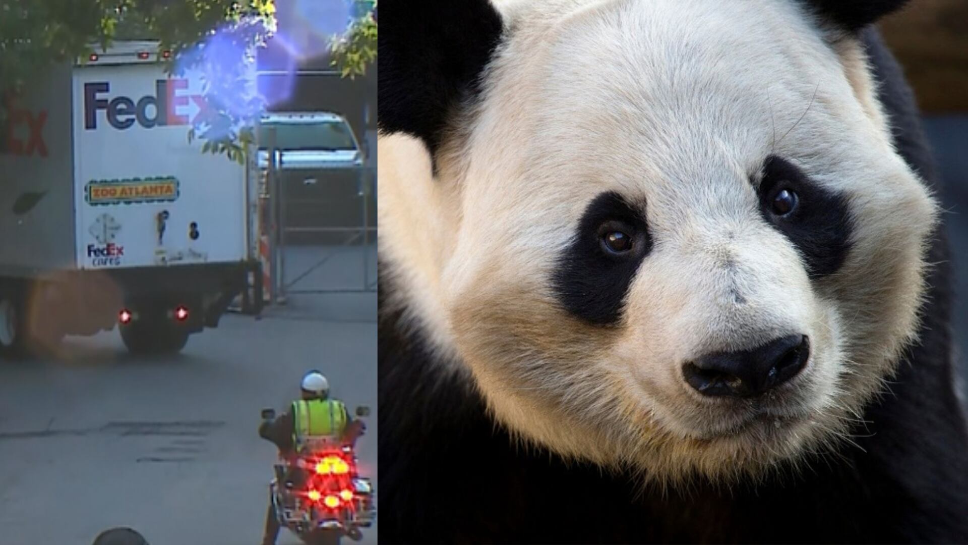 Pandas arrive at Ga. zoo, what to know about Ping Ping and Fu Shuang