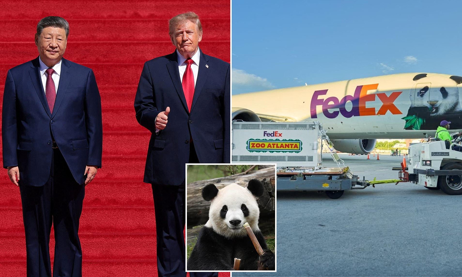 Adorable giant pandas Ping Ping and Fu Shuang touch down in America ...