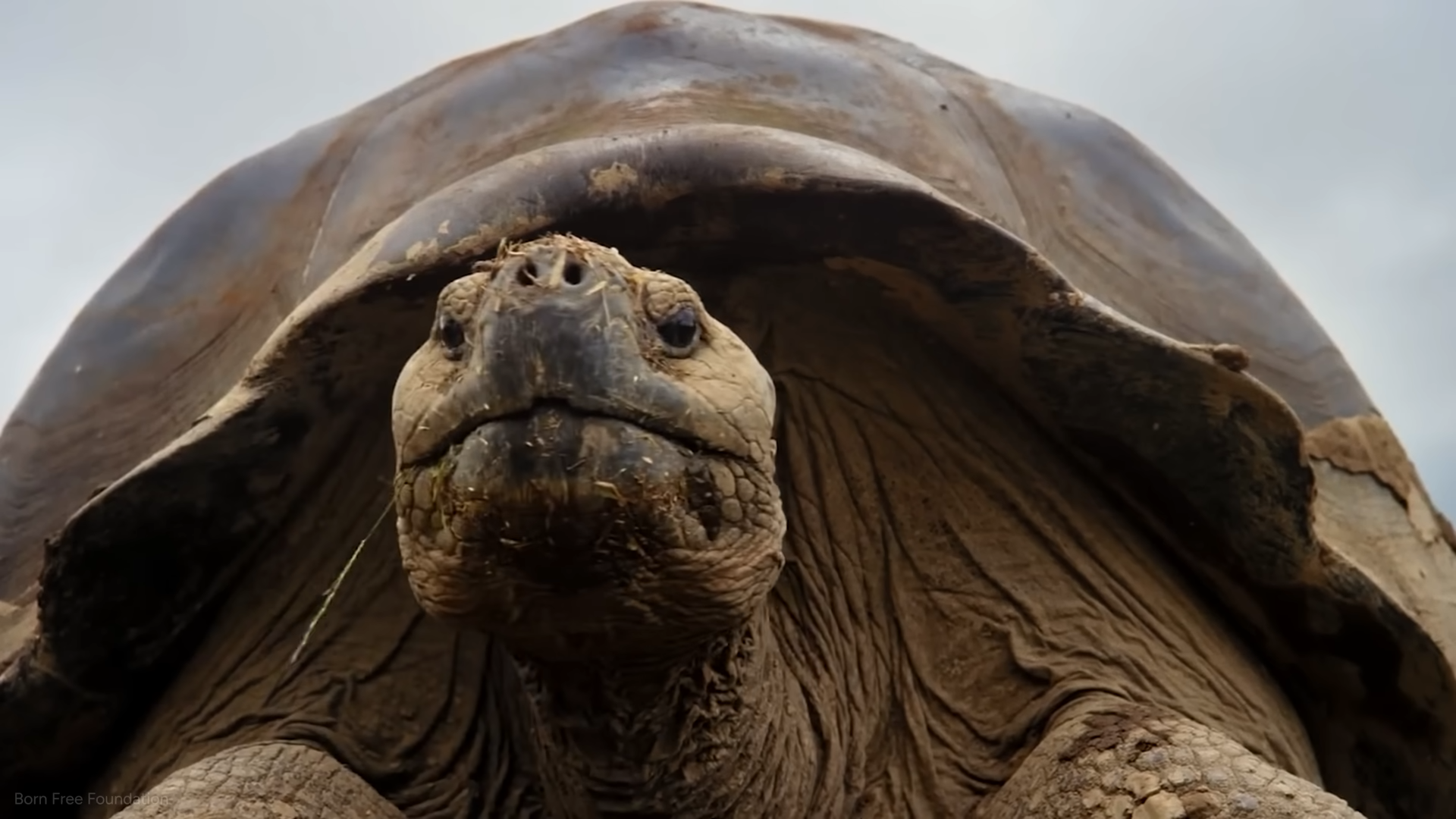 This tortoise refused to age for more than 150 years - then scientists ...