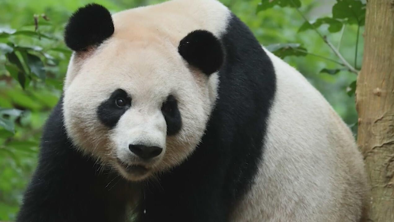 China sends 2 pandas to Atlanta