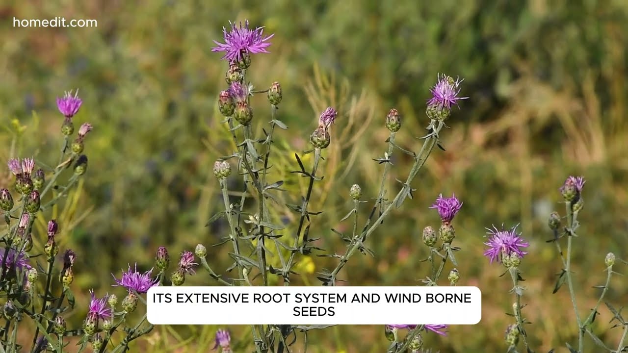 10 worst invasive plants in your yard (and how to get rid of them!)