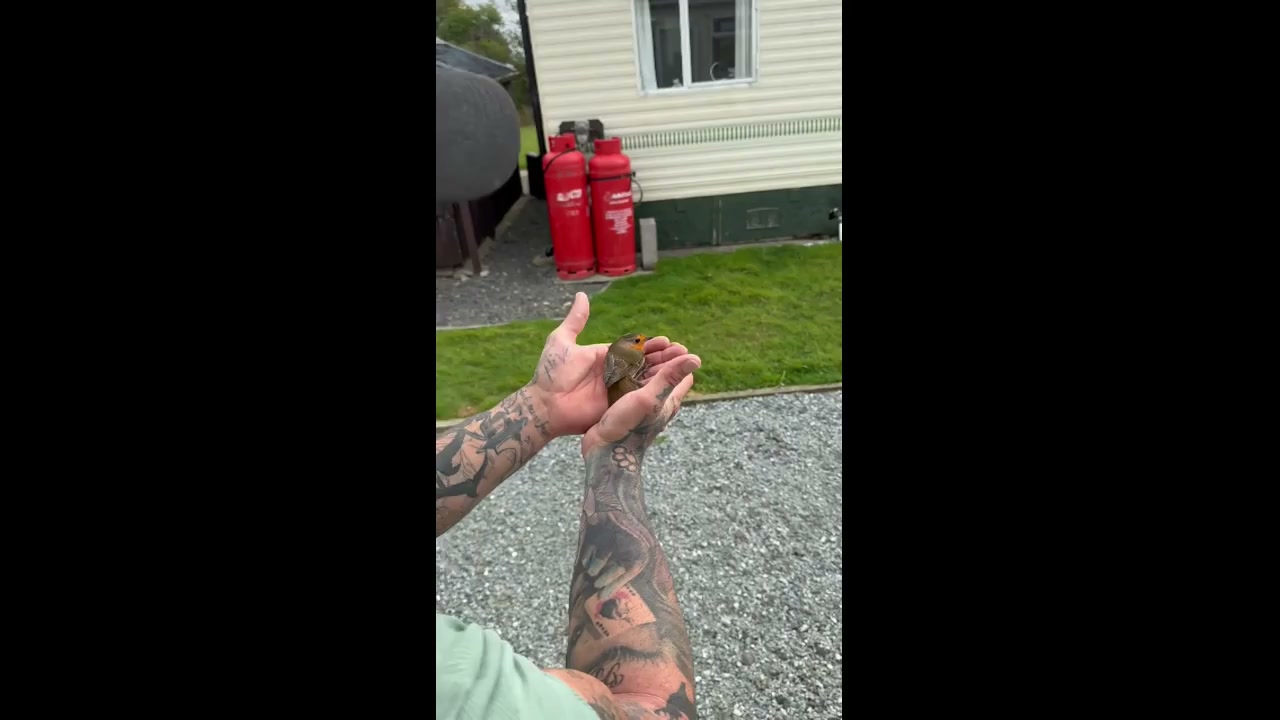 Bird hits window before being gently released in Anglesey