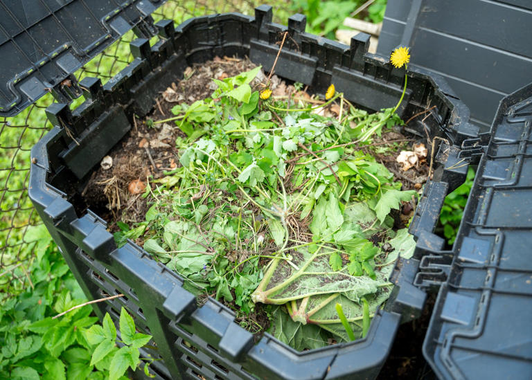 What to put in your compost bin – and what to leave out