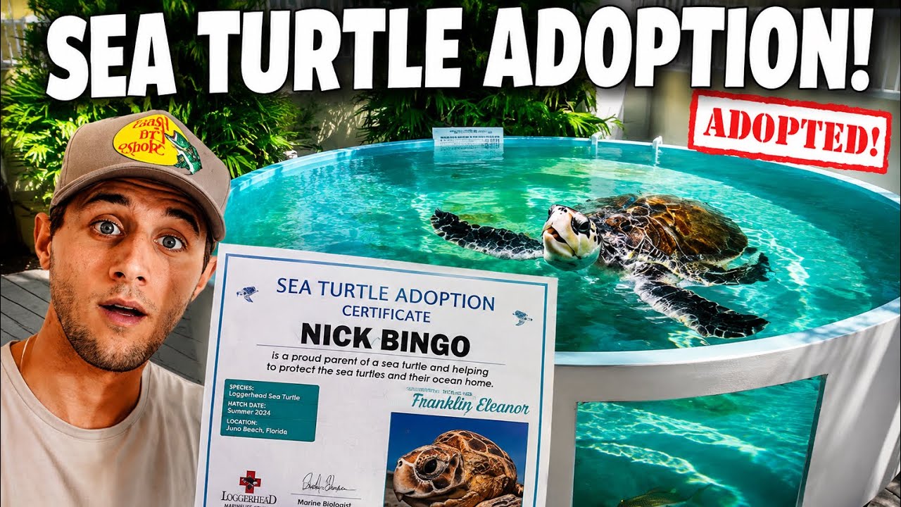 I adopted my very own sea turtle!