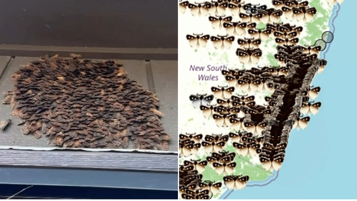 Bogong moths swarm homes across eastern Australia in annual migration ...