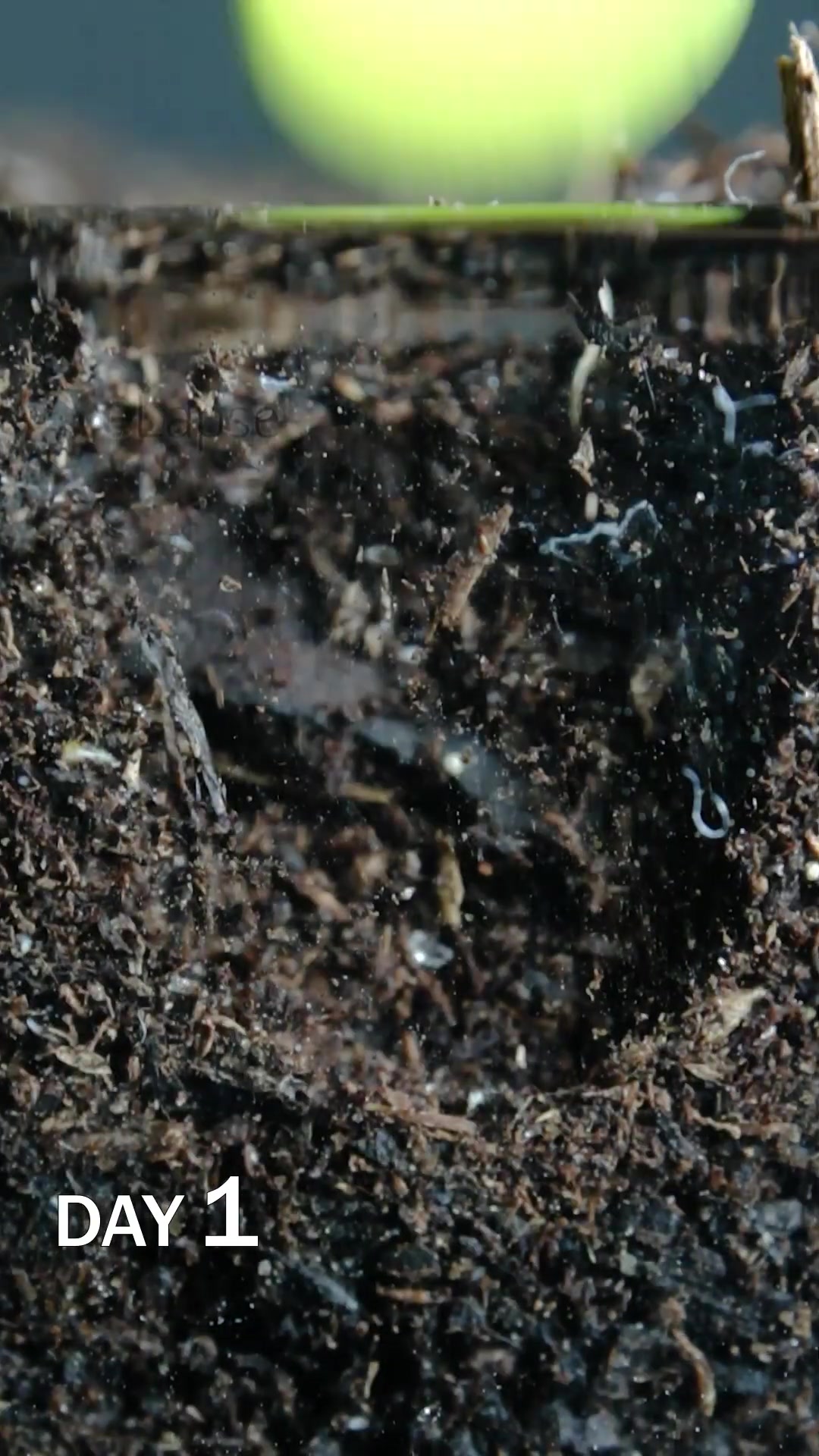 Beets sprouting under soil time lapse