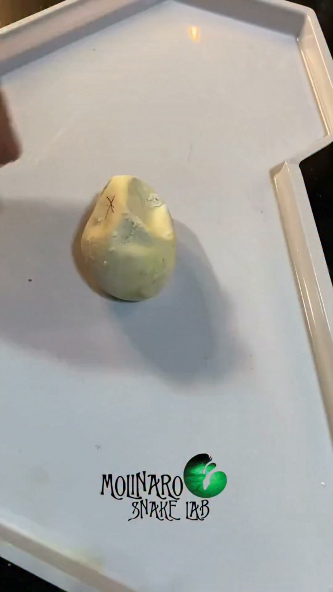 Deformed snake!
