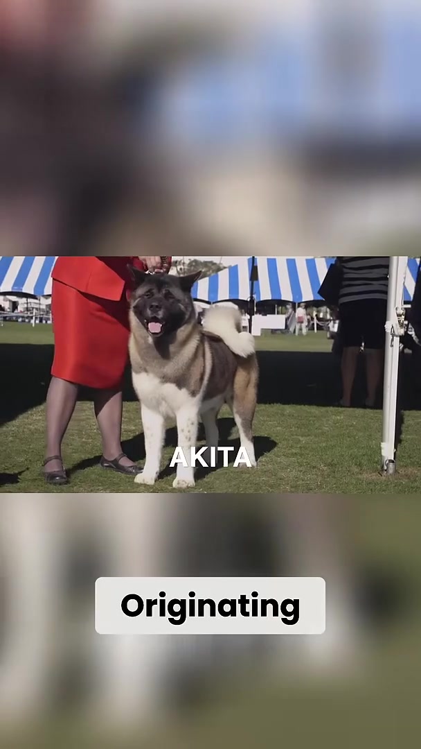 Top 4 most protective dog breeds for your family