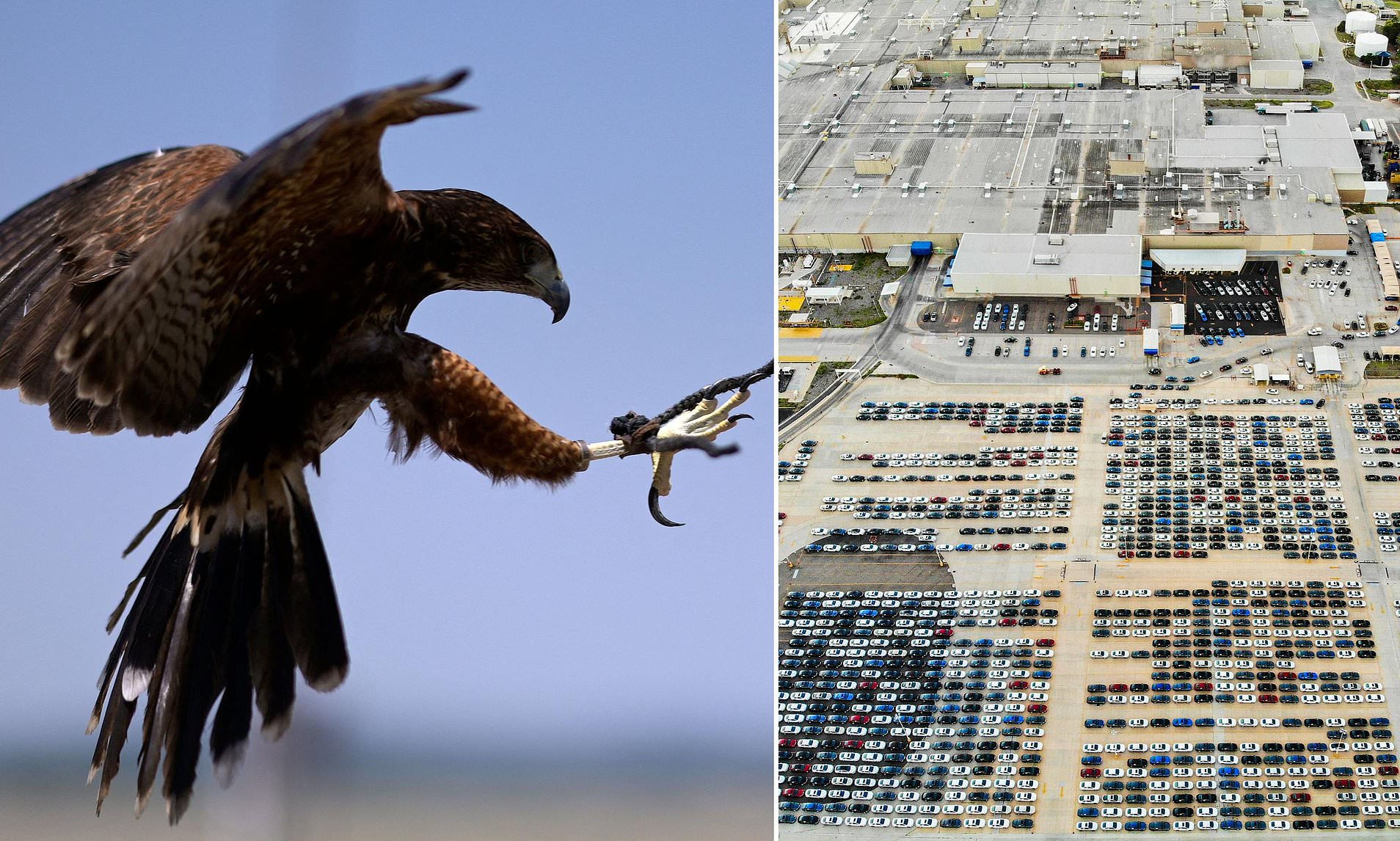 One of Ford's most important car factories is being protected by a hawk ...