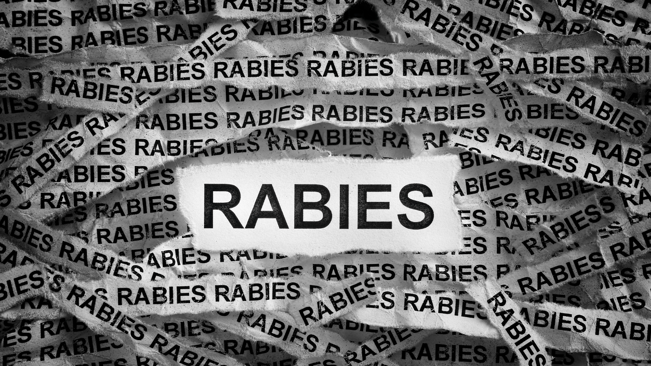 Can vaccinating stray dogs really stop rabies in India? Experts explain