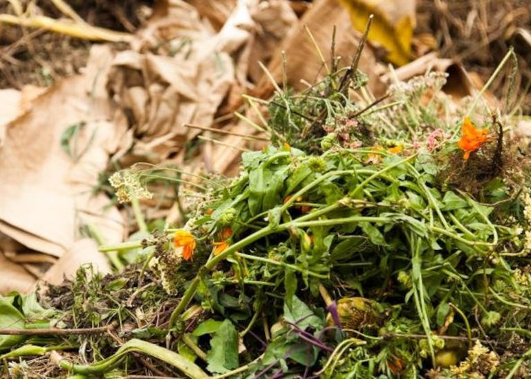 What to put in your compost bin – and what to leave out