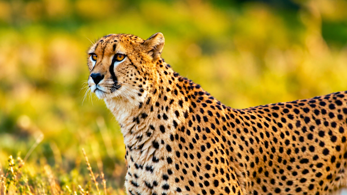 The fastest hunter of the African savanna