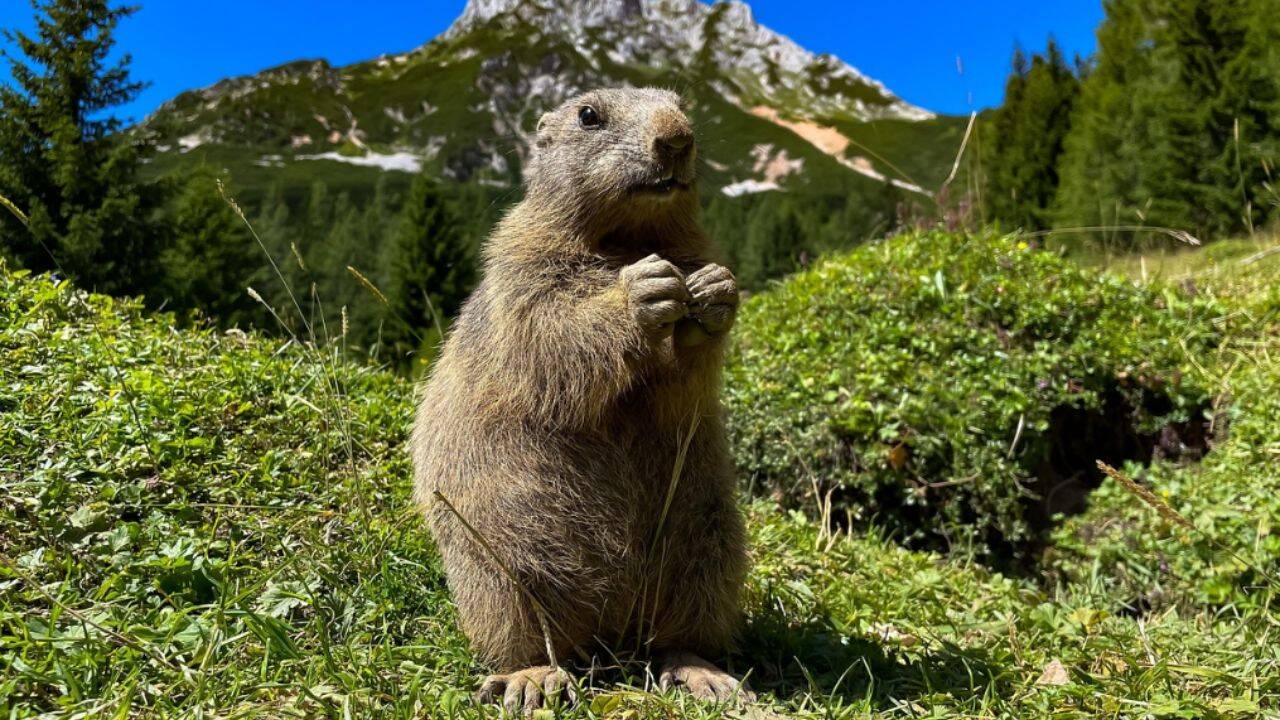 Two mountain marmots found in California cities were released in the ...