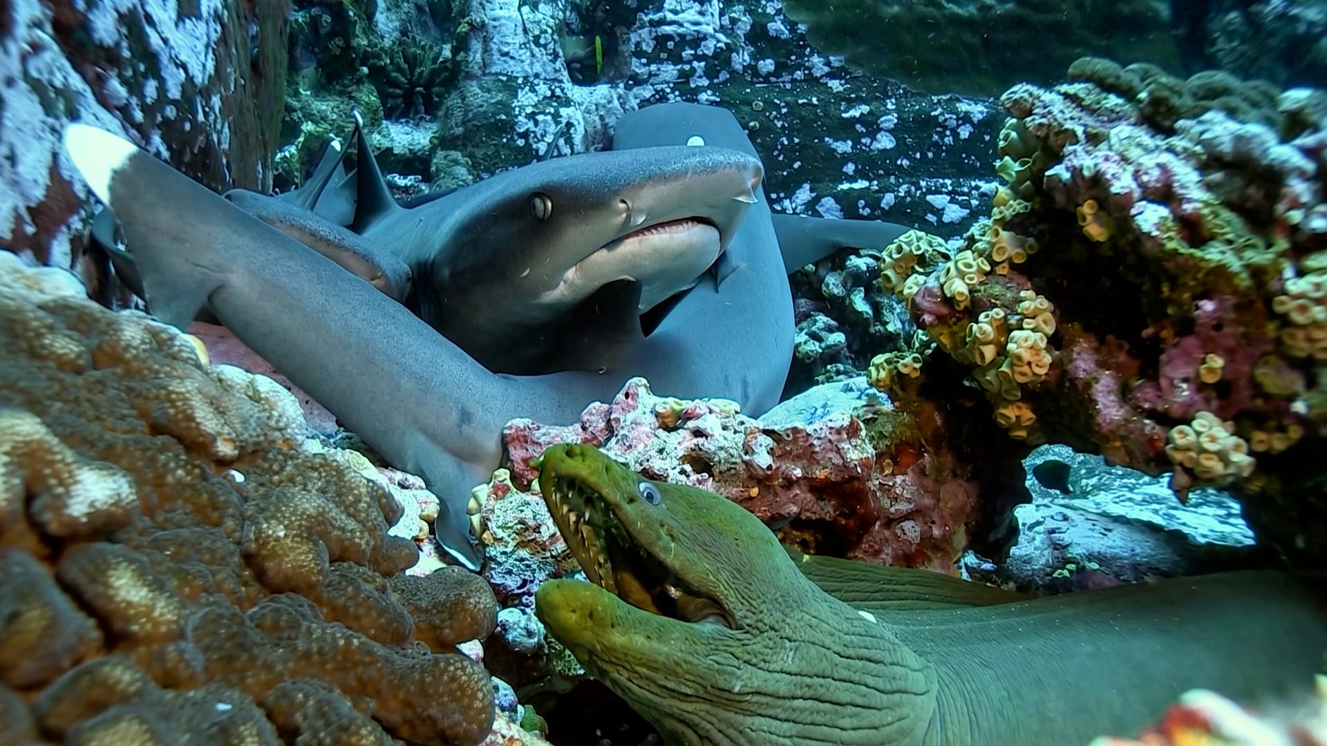 Rare underwater footage reveals shark mating ritual