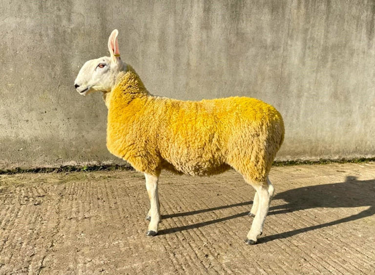 URBA Border Leicester 111th annual show and sale