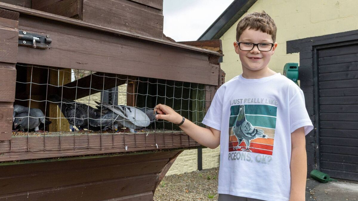 Meet the 8-year-old pigeon fancier from Carlow with 22 racing birds and ...