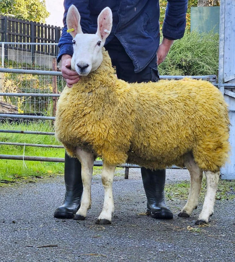 URBA Border Leicester 111th annual show and sale