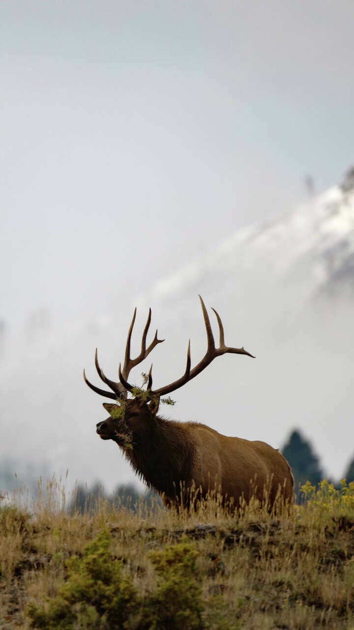 Elk are extra feisty right now in multiple national parks