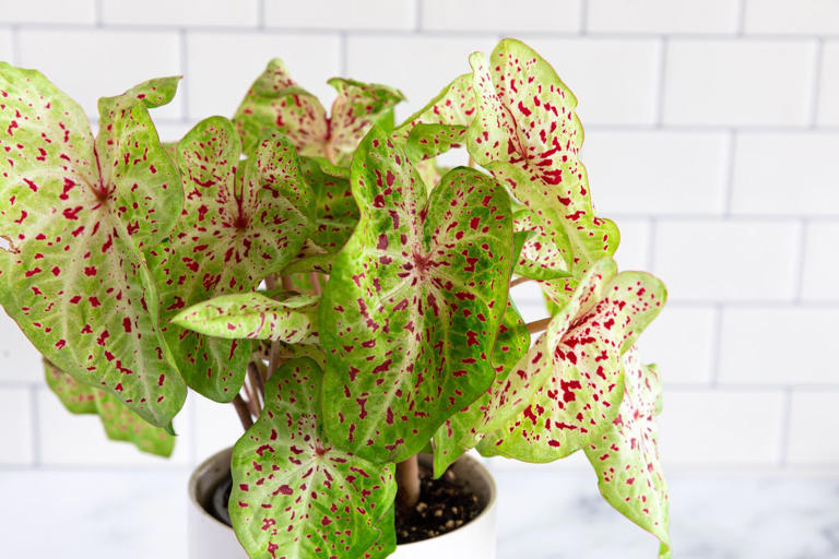 Don't toss these 9 container annuals at the end of the season—bring ...