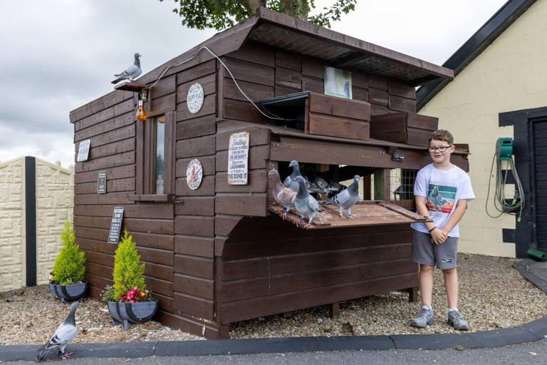 Meet the 8-year-old pigeon fancier from Carlow with 22 racing birds and ...